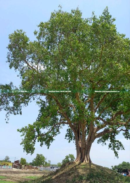 cây đa trắng cây đa trắng