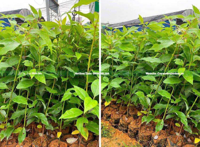 cây giống long não