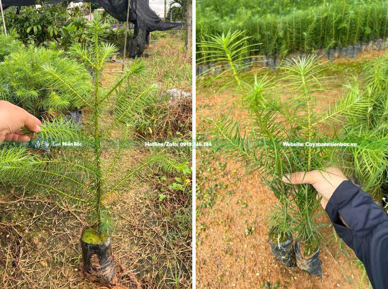 cây giống sa mộc