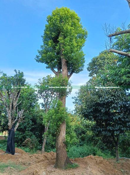 cây long não cỡ lớn cây long não cỡ lớn