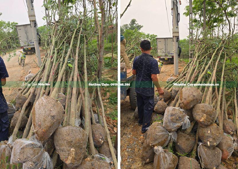 cây long não cỡ nhỏ