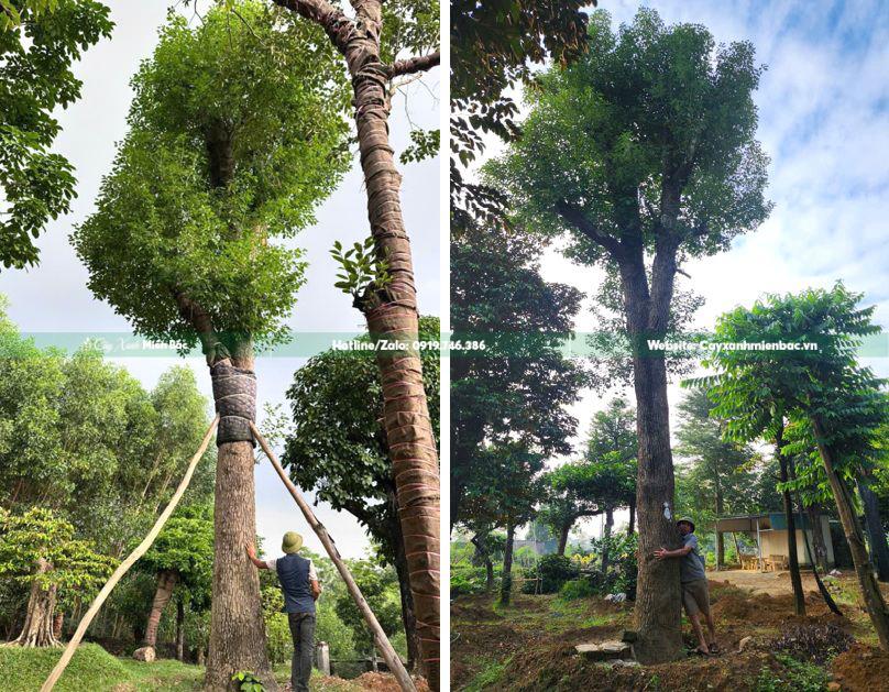 cây long não cổ thụ cỡ lớn