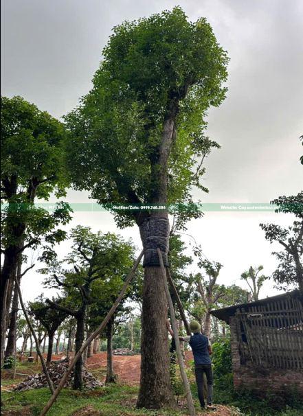 cây long não cổ thụ cây long não cổ thụ