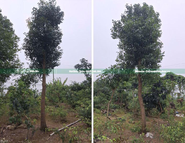 cây long não cỡ trung