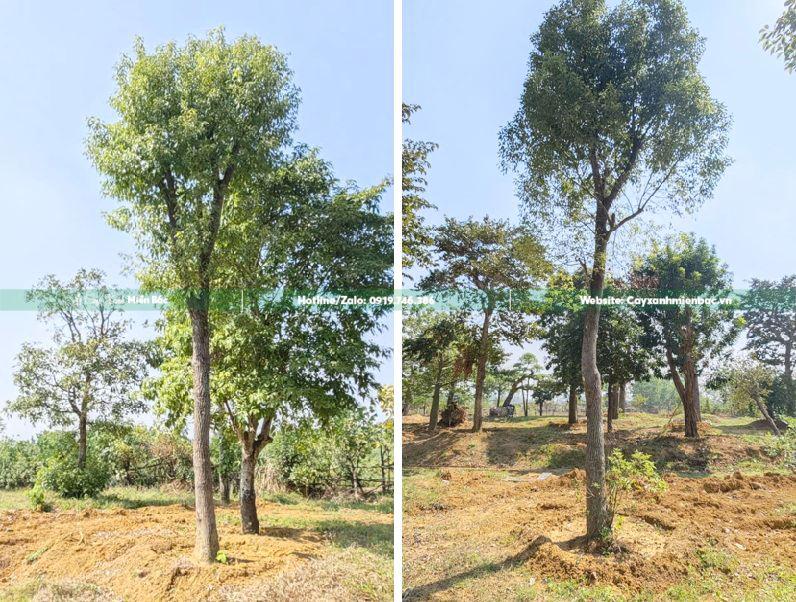 cây long não cỡ vừa