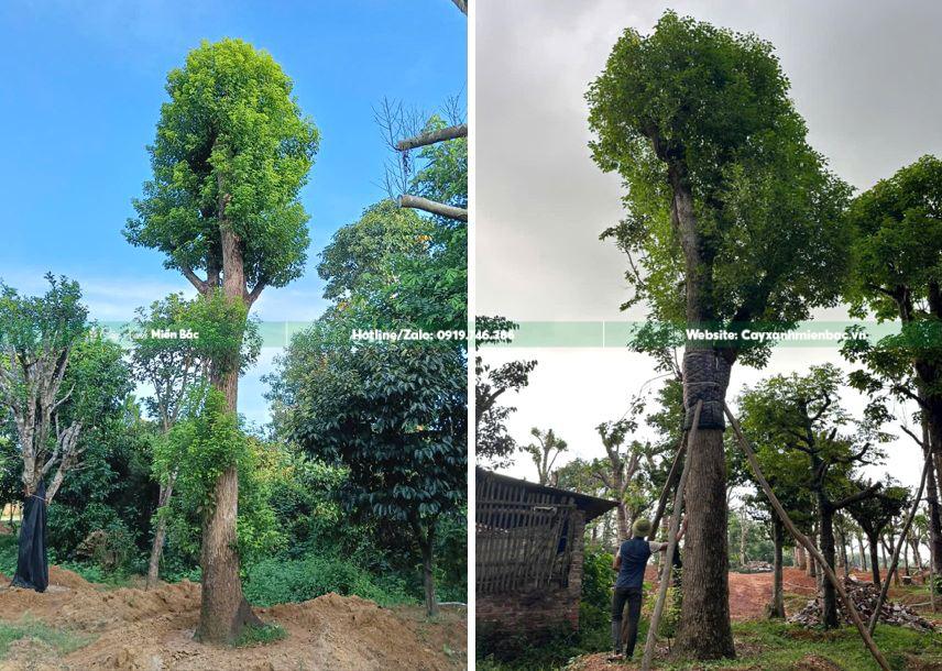 cây long não giá tốt