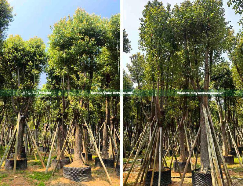 cây long não giâm ủ tại vườn
