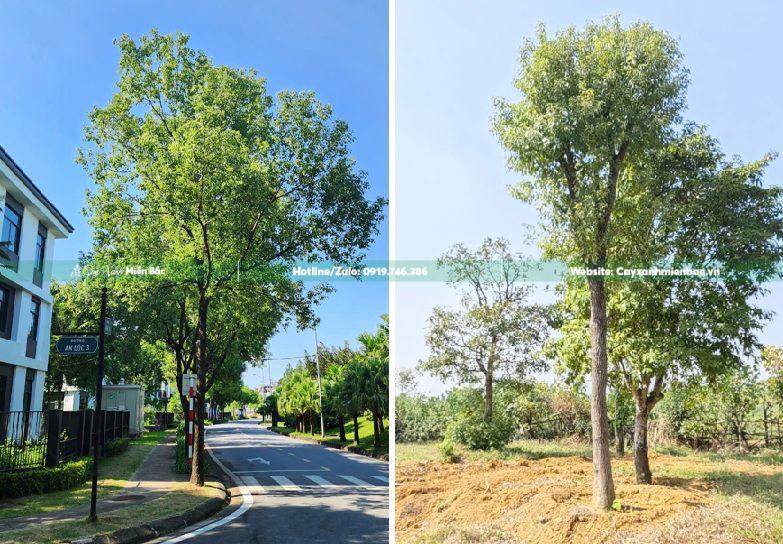 cây long não trồng đường phố