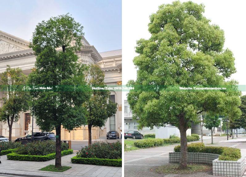 cây long não trồng khuôn viên biệt thự