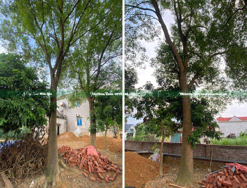 cây long não trồng sân vườn