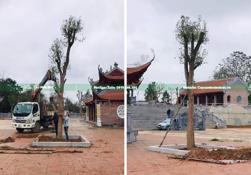 cây long não trồng tại đình chùa