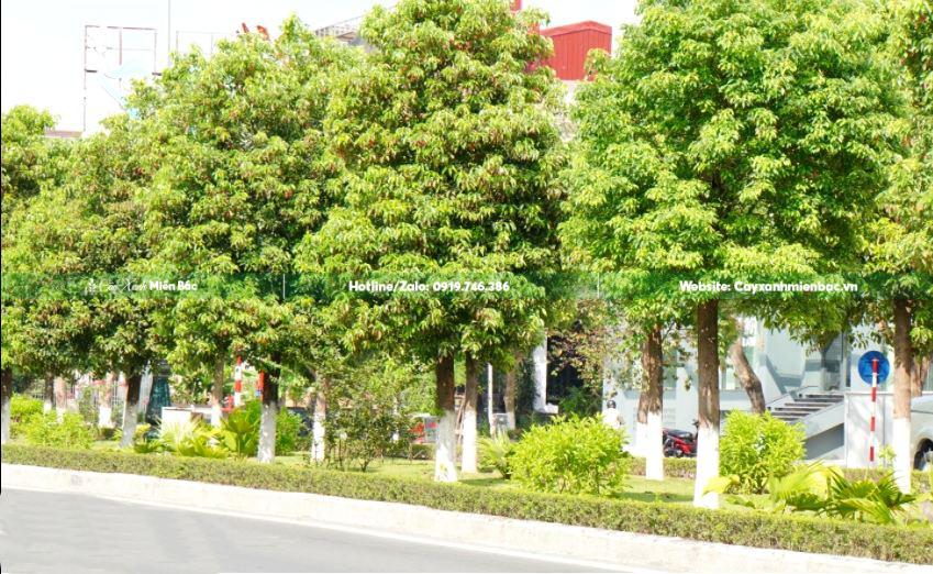 cây long não trồng tại thành phố hải phòng