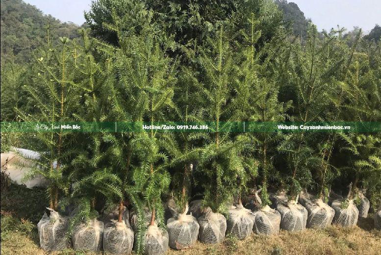 cây sa mộc chuẩn bị gửi đi khách hàng