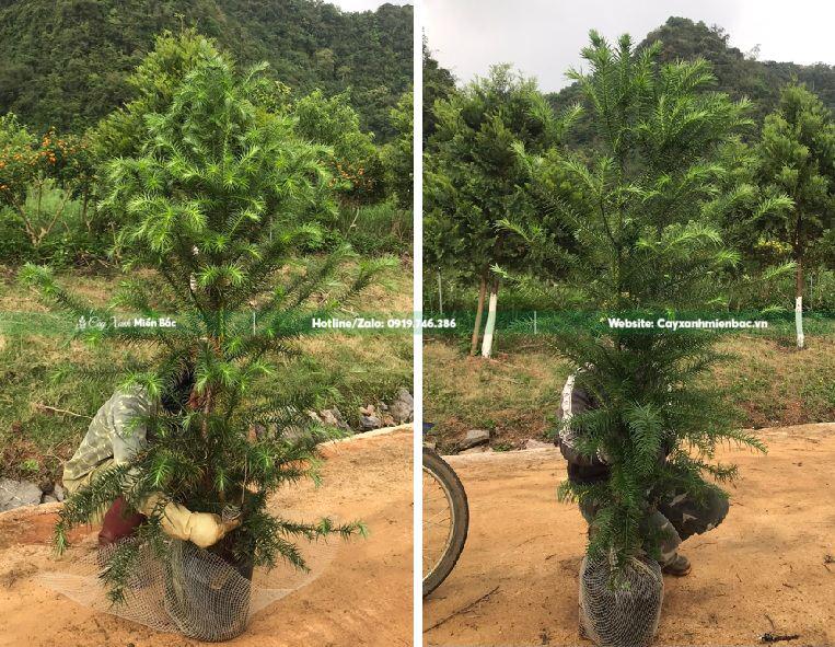 cây sa mộc cỡ nhỏ
