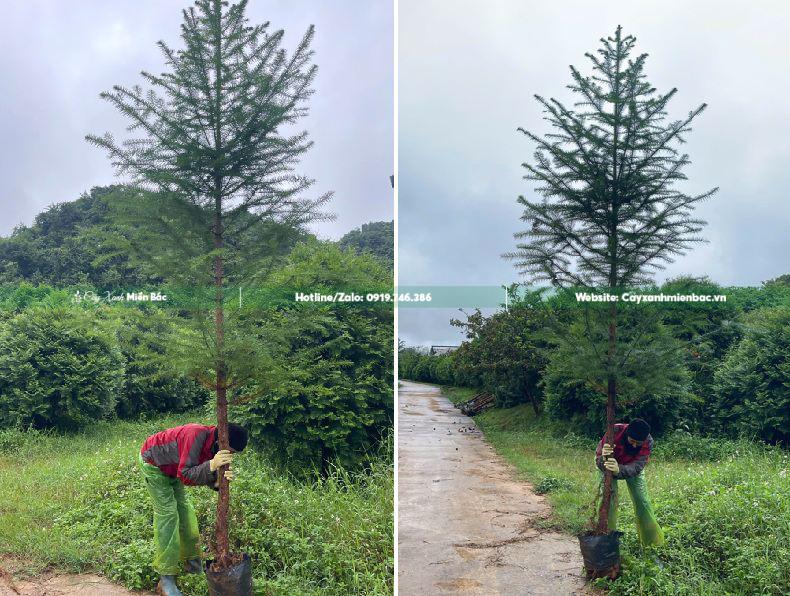 cây sa mộc cỡ trung cây sa mộc cỡ trung