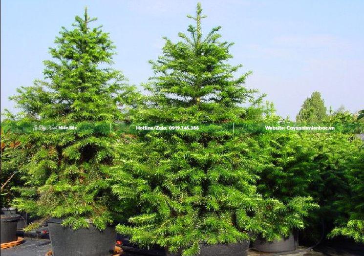 cây sa mộc công trình