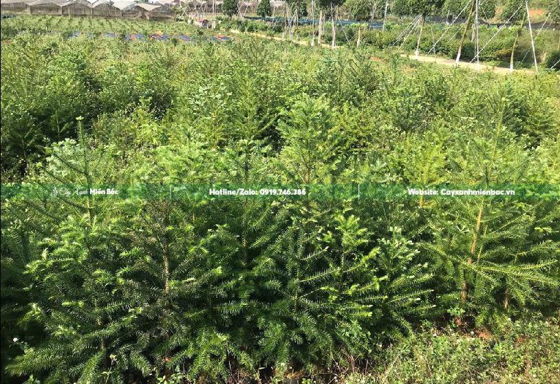 cây sa mộc sinh trưởng mạnh mẽ vào mùa Xuân