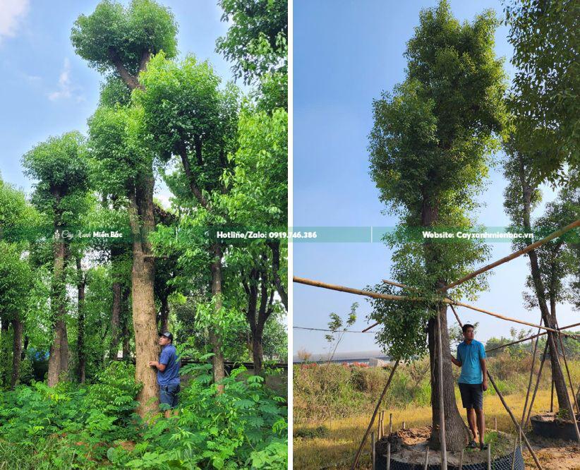 mua bán cây long não cỡ lớn
