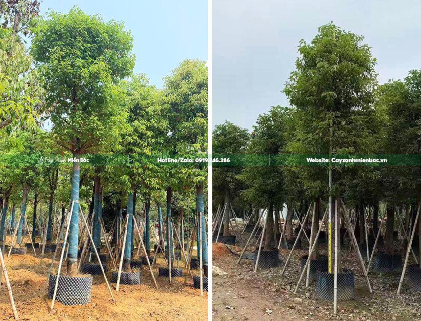 mua bán cây long não giá tốt