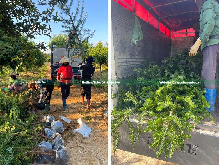 mua bán cây sa mộc giá tốt