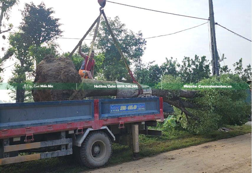 mua cây long não cỡ lớn