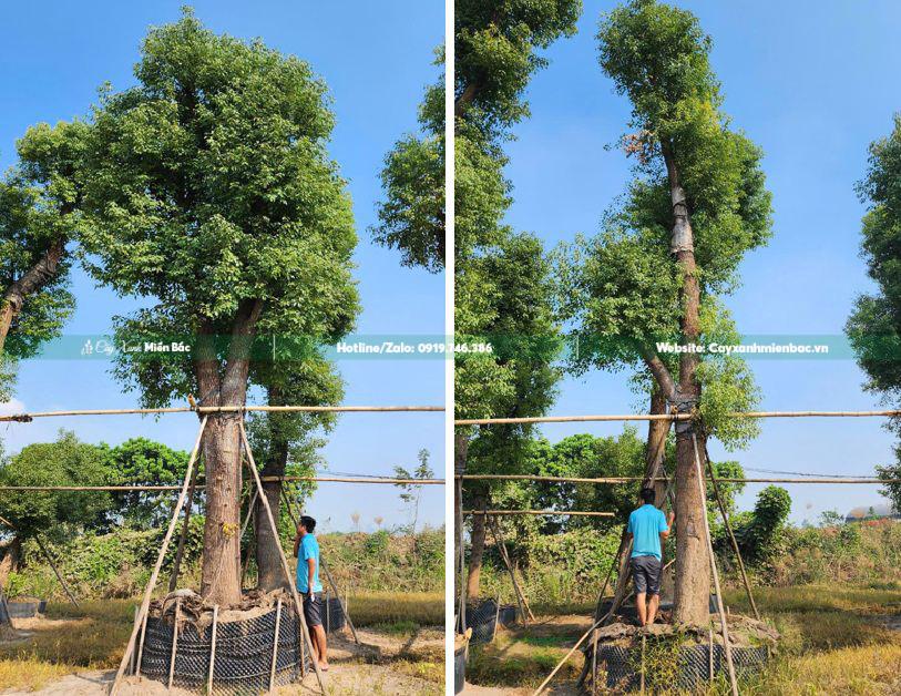 mua cây long não cổ thụ