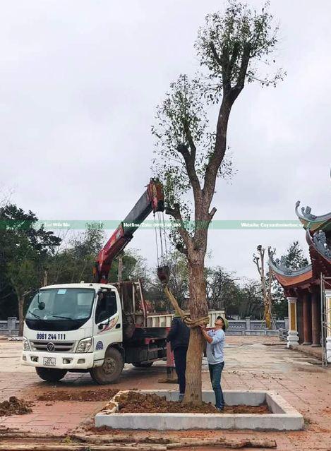 trồng cây long não trồng cây long não