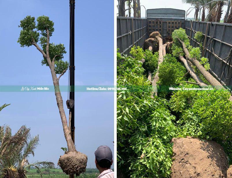 vận chuyển cây long não